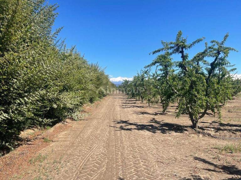 Finca en Venta en Tunuyan, Mendoza
