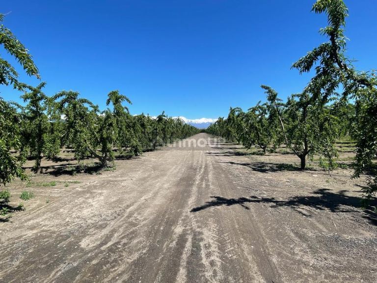 Finca en Venta en Tunuyan, Mendoza