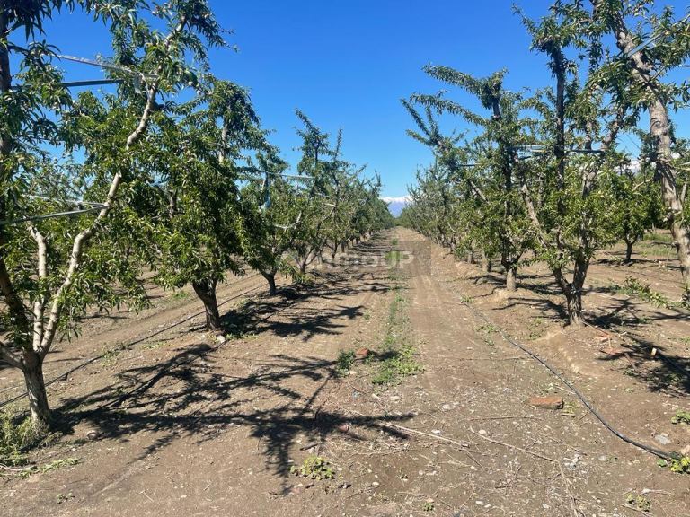 Finca en Venta en Tunuyan, Mendoza