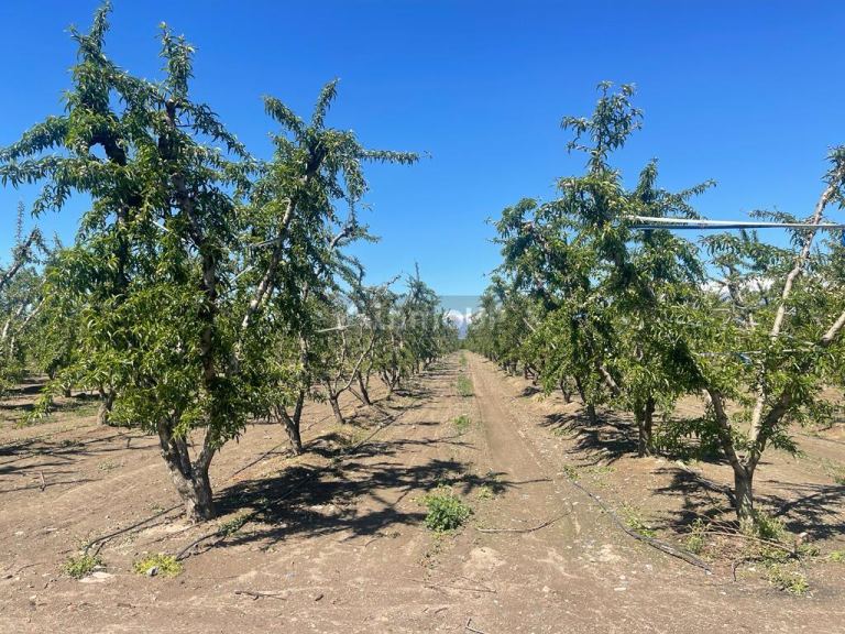 Finca en Venta en Tunuyan, Mendoza