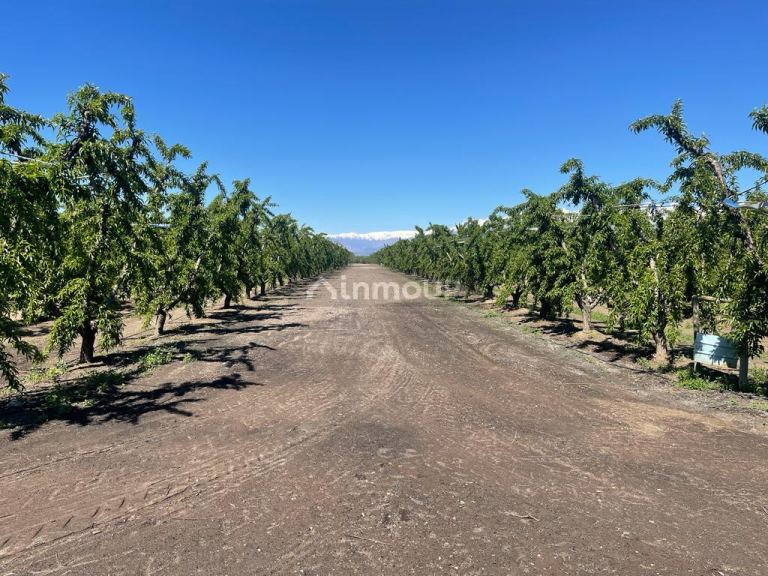 Finca en Venta en Tunuyan, Mendoza