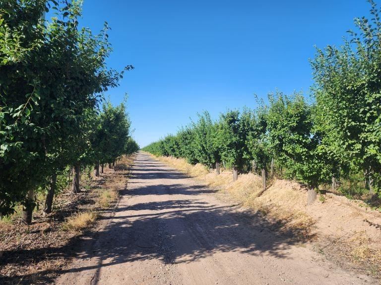 Finca en Venta en Maipu, Mendoza