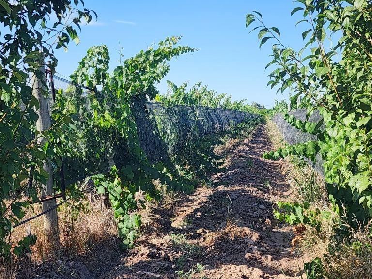 Finca en Venta en Maipu, Mendoza