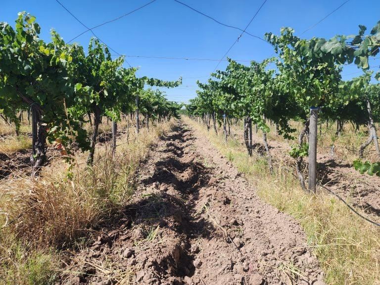 Finca en Venta en Maipu, Mendoza