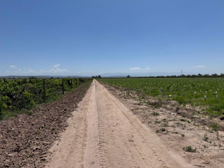 Finca en Venta en Junin, Mendoza