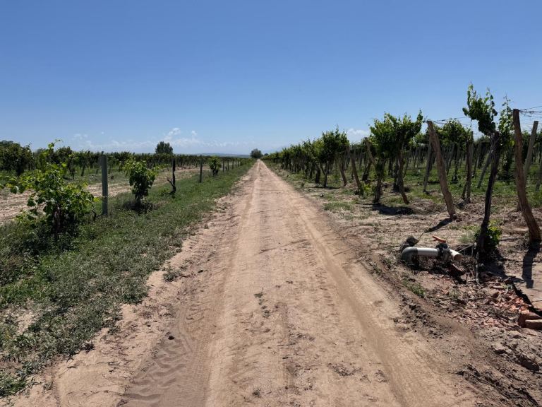 Finca en Venta en Junin, Mendoza