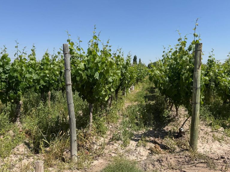 Finca en Venta en Junin, Mendoza
