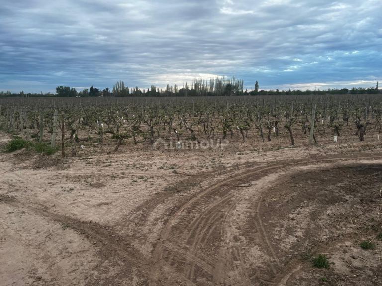 Finca en Venta en Junin, Mendoza