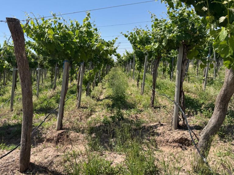 Finca en Venta en Junin, Mendoza