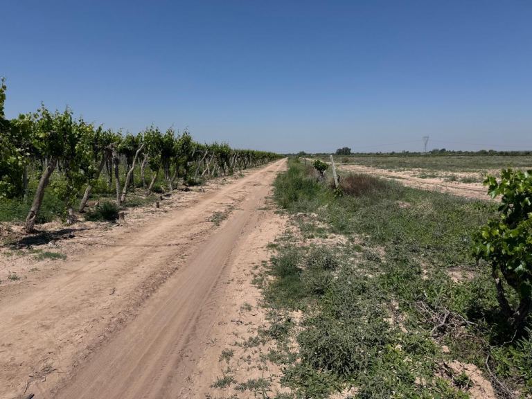 Finca en Venta en Junin, Mendoza