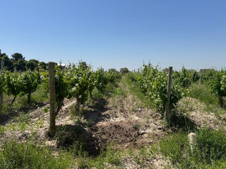 Finca en Venta en Junin, Mendoza