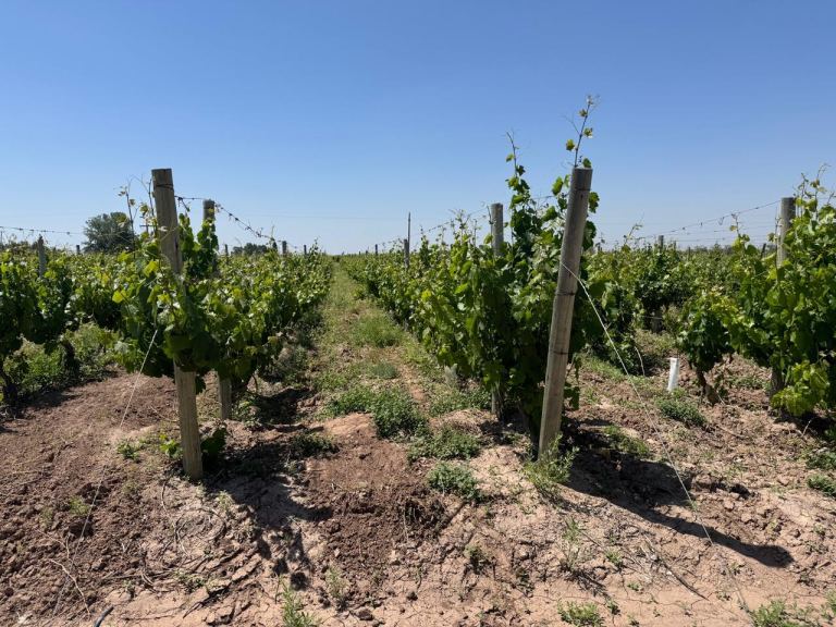 Finca en Venta en Junin, Mendoza