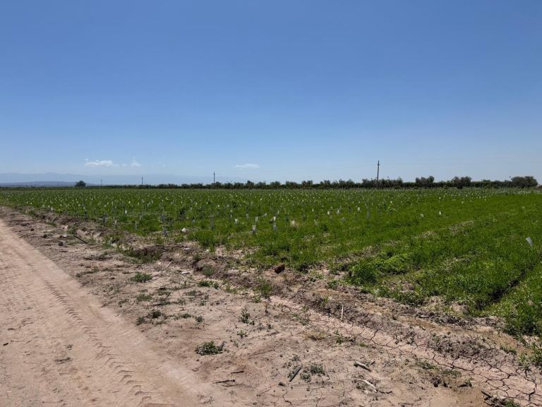 Finca en Venta en Junin, Mendoza