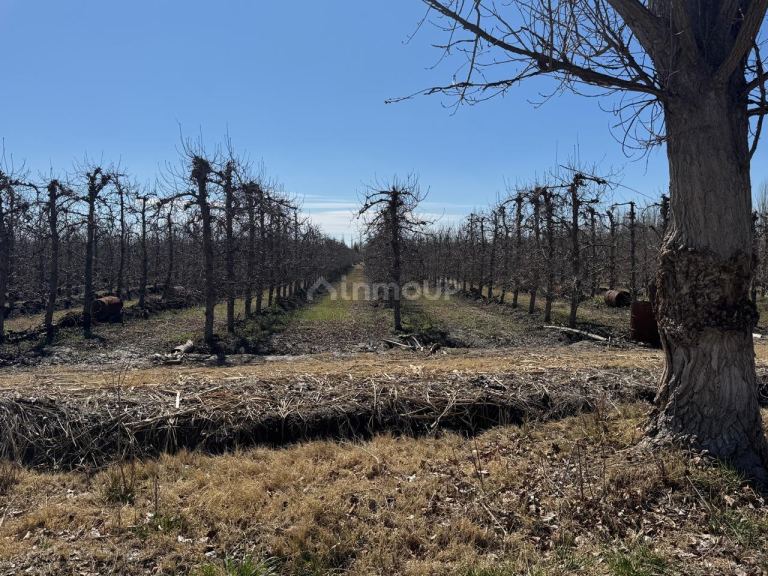 Finca en Venta en Tunuyan, Mendoza