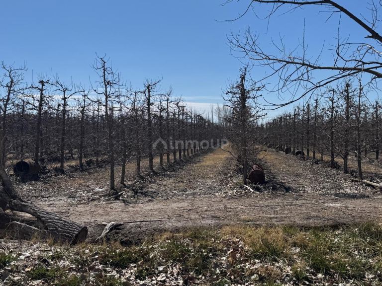 Finca en Venta en Tunuyan, Mendoza