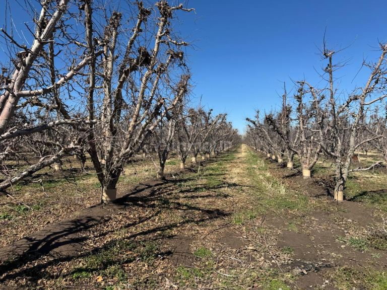 Finca en Venta en Tunuyan, Mendoza