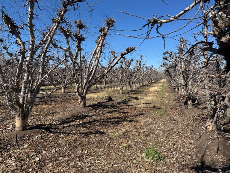 Finca en Venta en Tunuyan, Mendoza