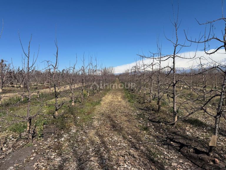 Finca en Venta en Tunuyan, Mendoza