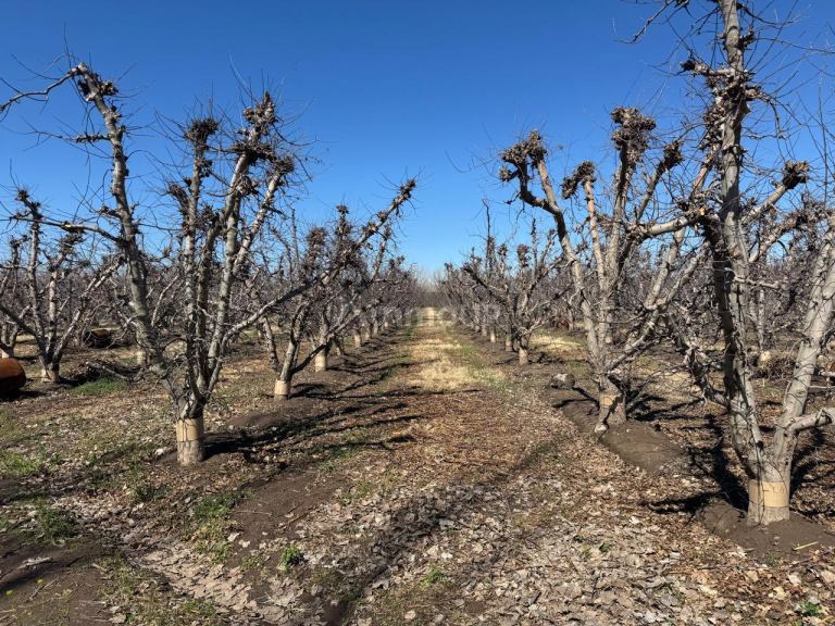 Finca en Venta en Tunuyan, Mendoza