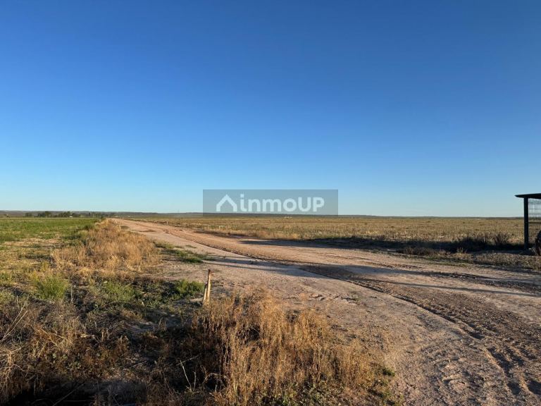Campo en Venta en Rivadavia, Mendoza