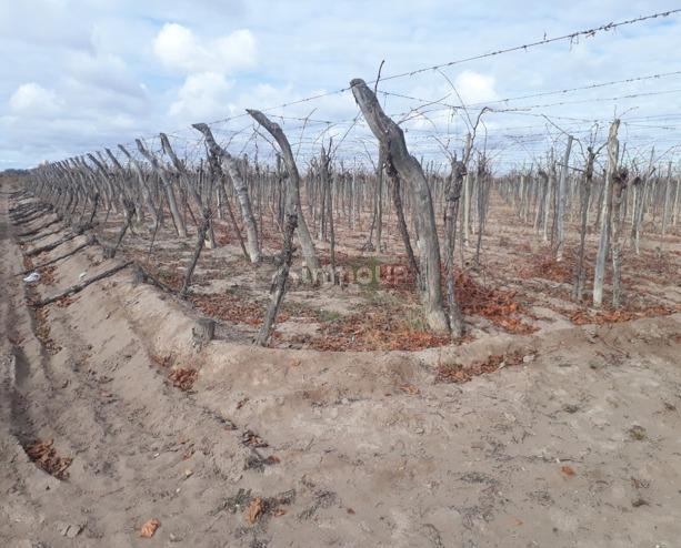 Finca en Venta en Santa Rosa, Mendoza