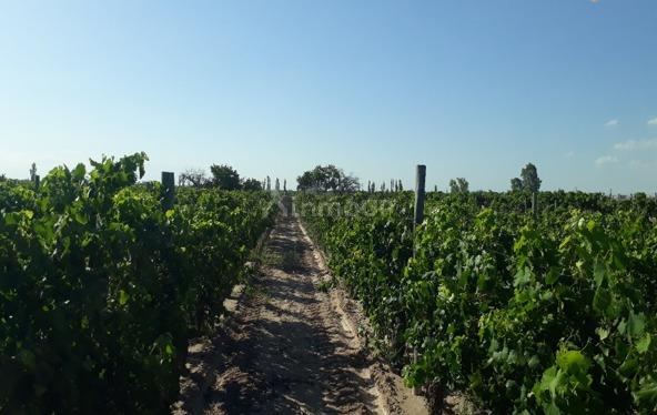 Finca en Venta en Santa Rosa, Mendoza