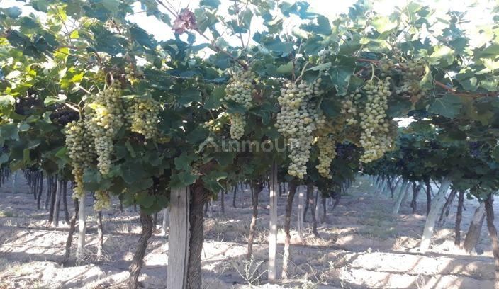 Finca en Venta en Santa Rosa, Mendoza