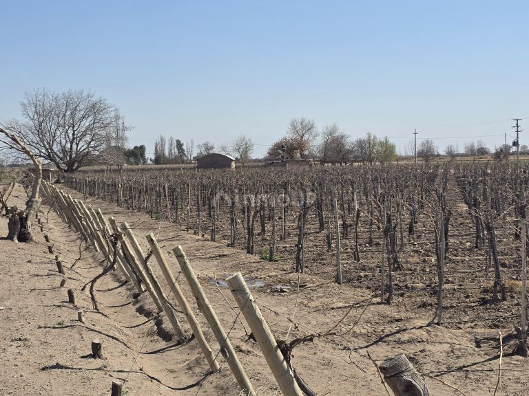 Finca en Venta en San Martin, Mendoza
