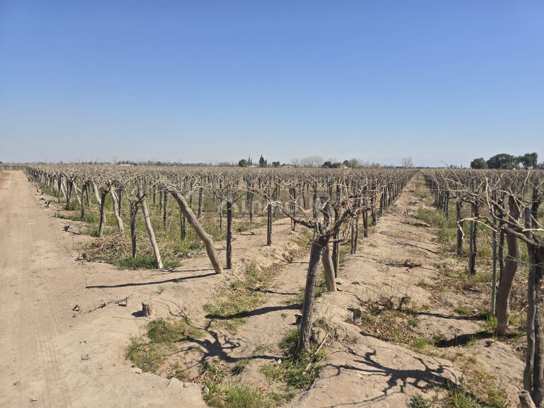 Finca en Venta en San Martin, Mendoza