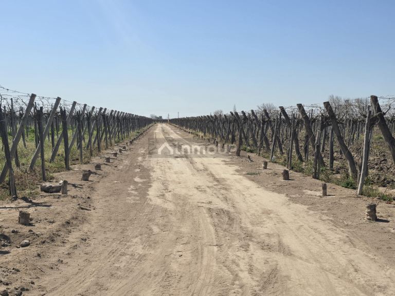 Finca en Venta en San Martin, Mendoza