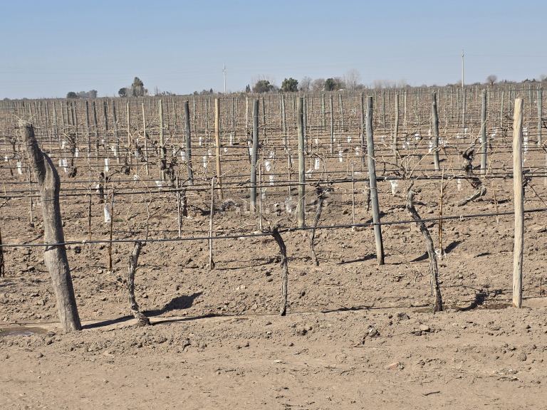 Finca en Venta en San Martin, Mendoza