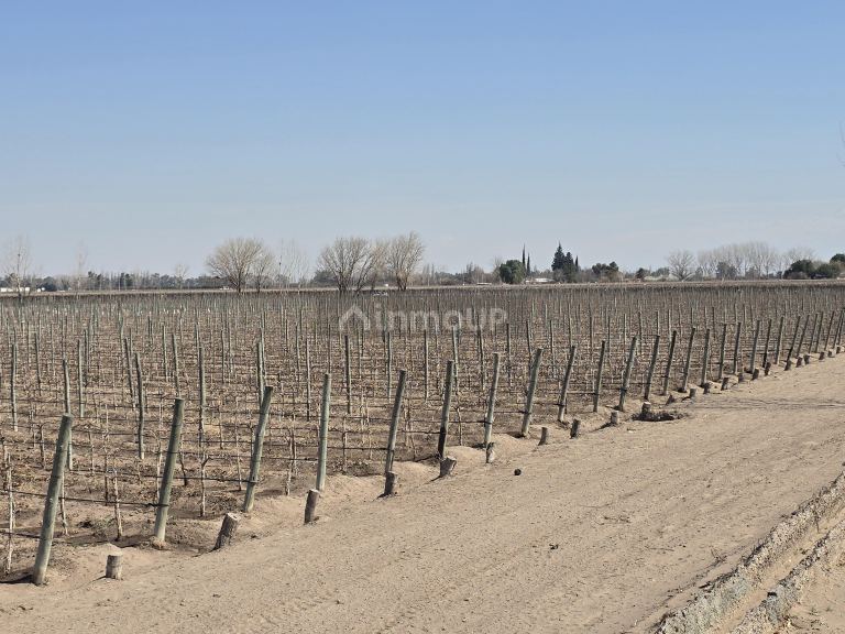 Finca en Venta en San Martin, Mendoza