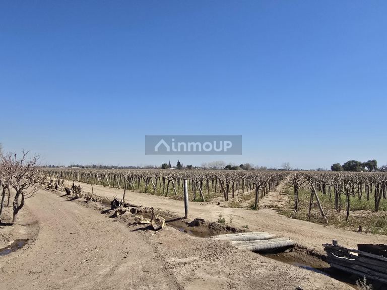 Finca en Venta en San Martin, Mendoza