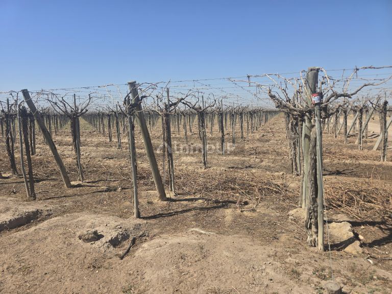 Finca en Venta en San Martin, Mendoza