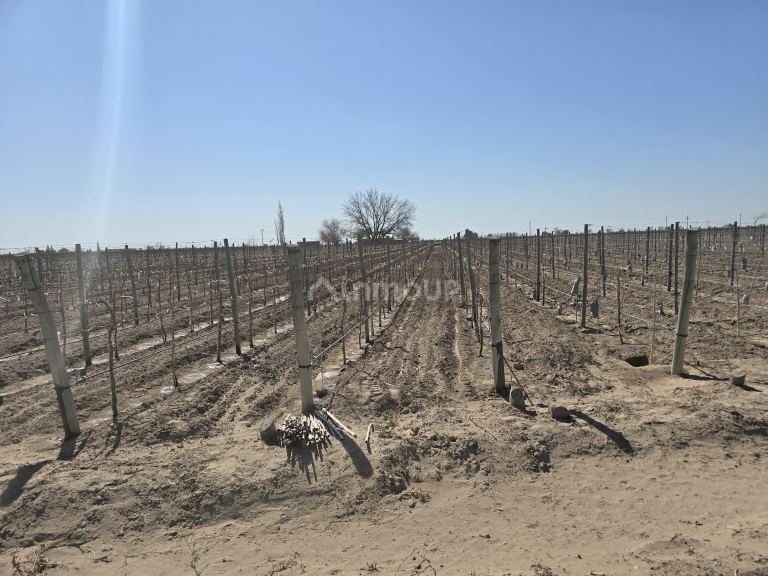 Finca en Venta en San Martin, Mendoza