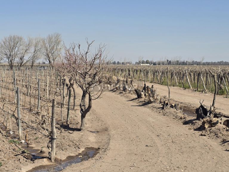 Finca en Venta en San Martin, Mendoza