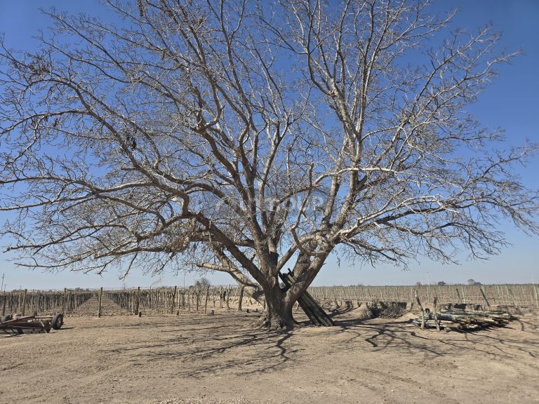 Finca en Venta en San Martin, Mendoza