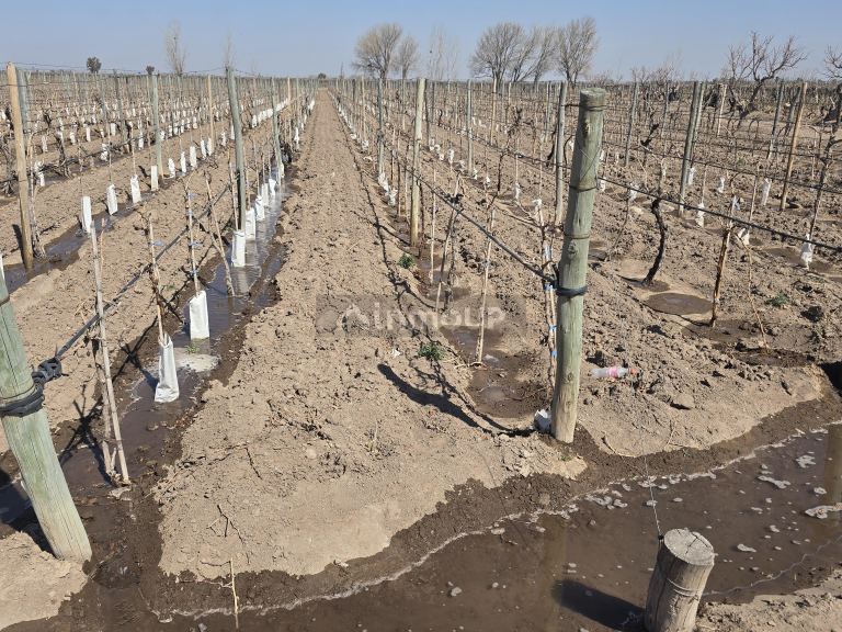 Finca en Venta en San Martin, Mendoza