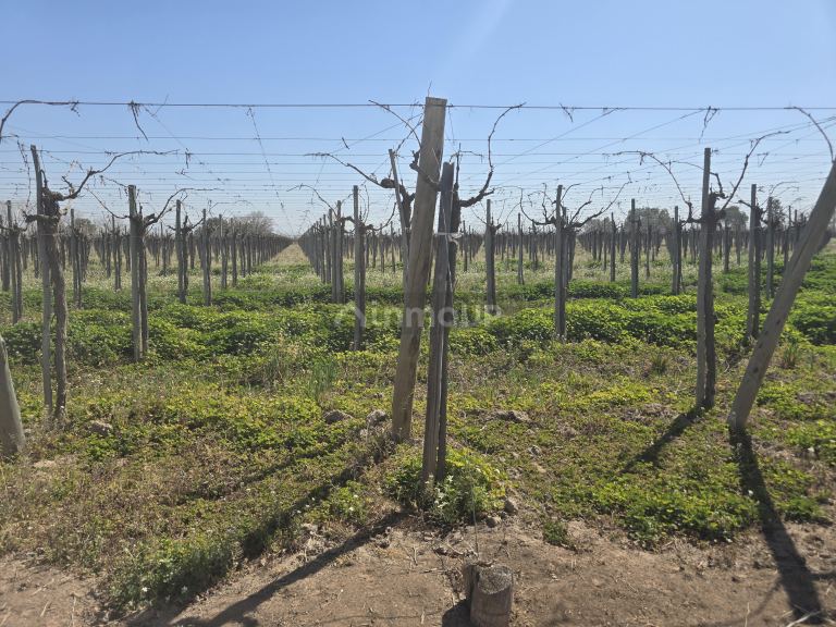 Finca en Venta en San Martin, Mendoza
