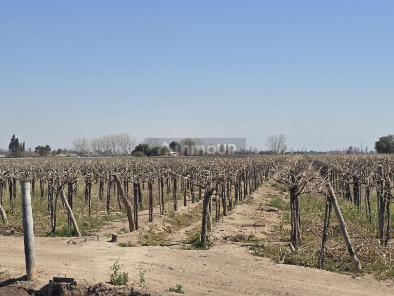 Finca en Venta en San Martin, Mendoza