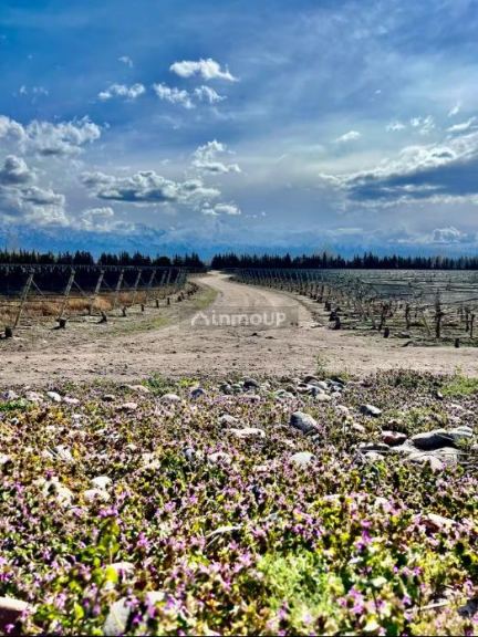 Finca en Venta en Tunuyan, Mendoza