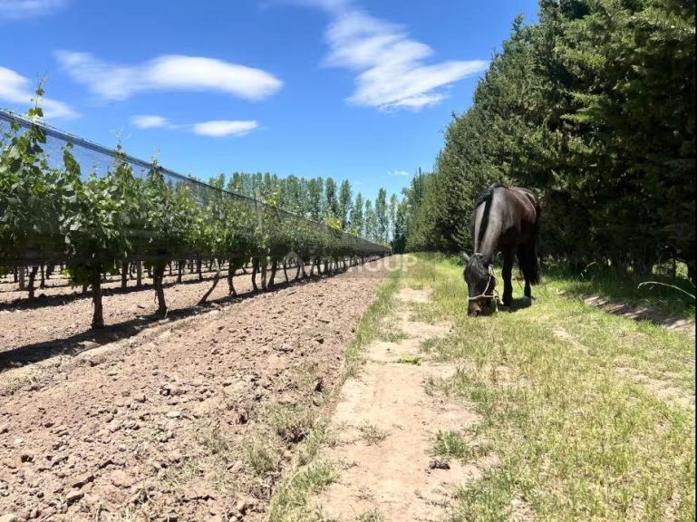 Finca en Venta en Tunuyan, Mendoza