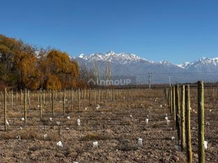 Tunuyan Desde 5.000 m2 sobre asfalto con servicios y vistas!