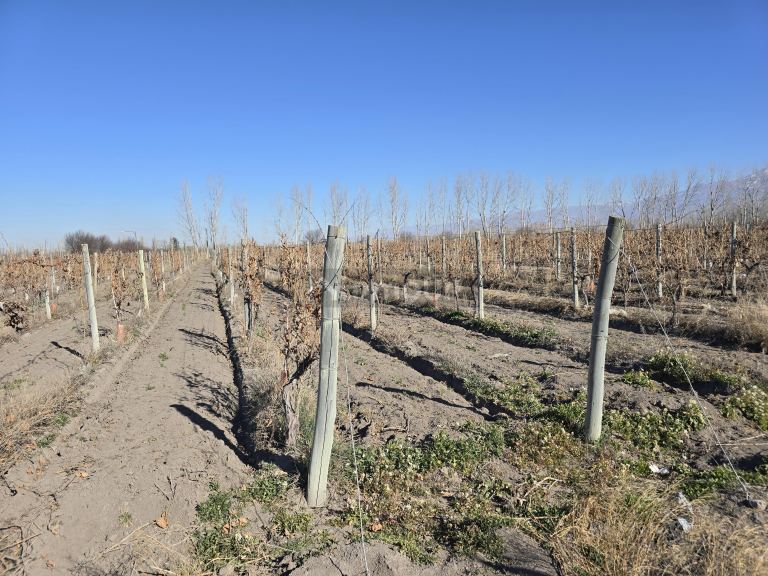 Finca en Venta en Tunuyan, Mendoza