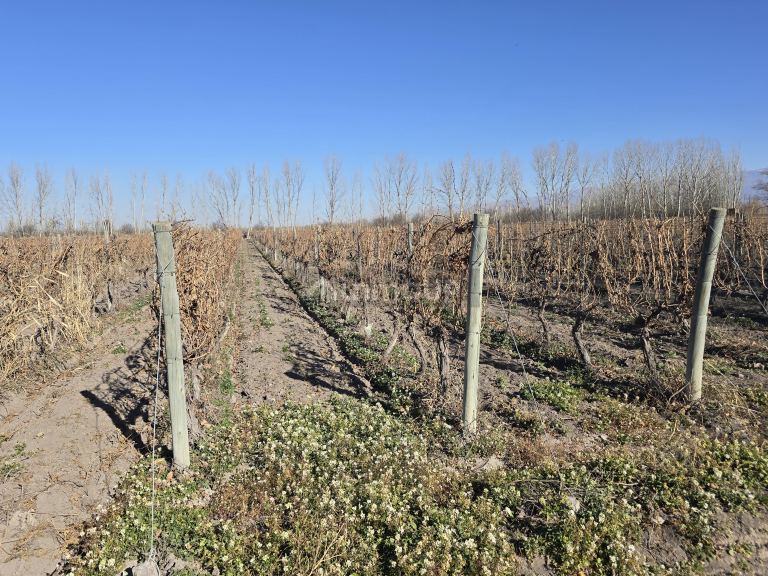 Finca en Venta en Tunuyan, Mendoza