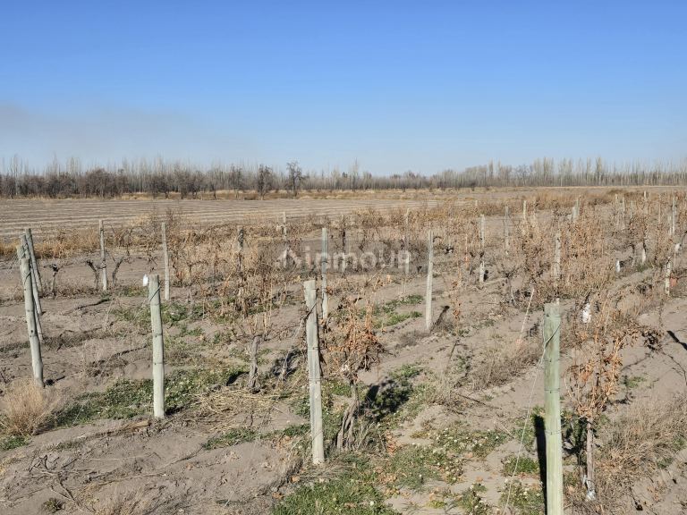 Finca en Venta en Tunuyan, Mendoza