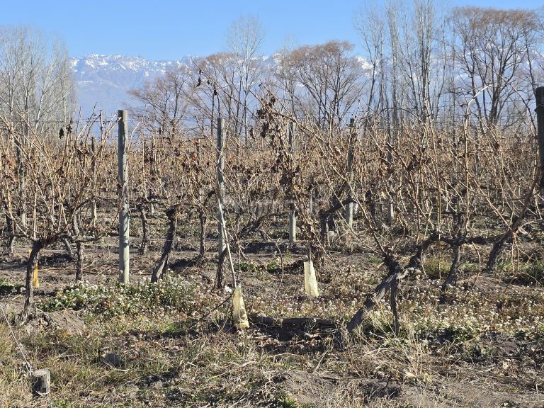 Finca en Venta en Tunuyan, Mendoza