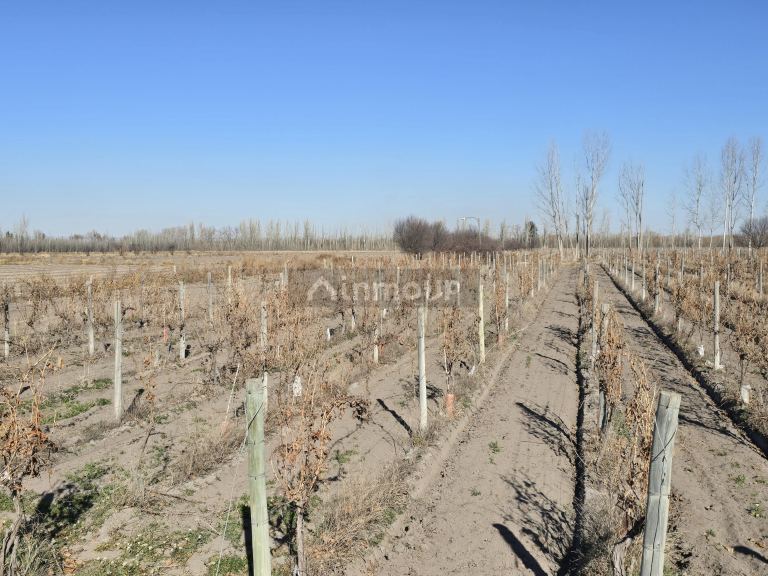 Finca en Venta en Tunuyan, Mendoza