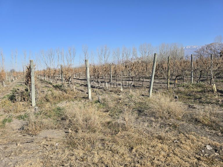 Finca en Venta en Tunuyan, Mendoza