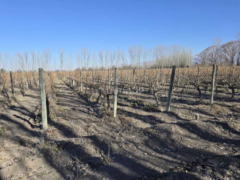 Finca en Venta en Tunuyan, Mendoza